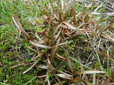 Carex talbotii, photographed by John Barkla