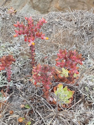 Dudleya palmeri, photographed by Tom and T Herman