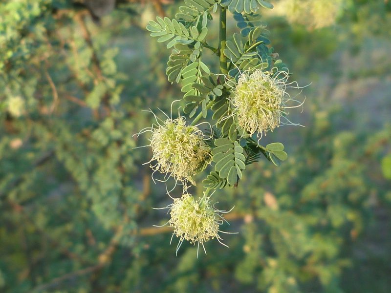 Mimosa detinens, photographed by Jose Luis Navarro
