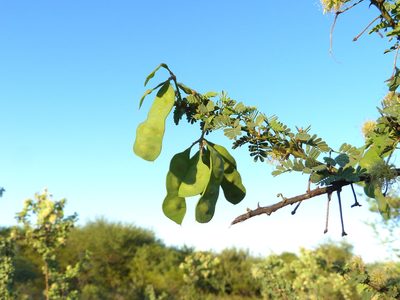 Mimosa detinens, photographed by Jose Luis Navarro