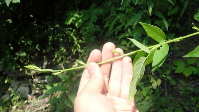 Desmodium cuspidatum, photographed by John Abrams