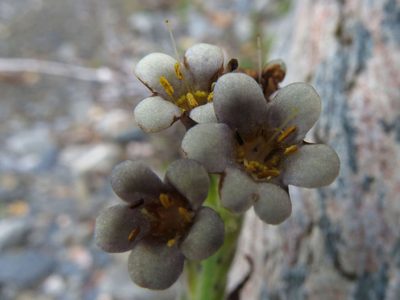 Myosotis macrantha, photographed by John Barkla