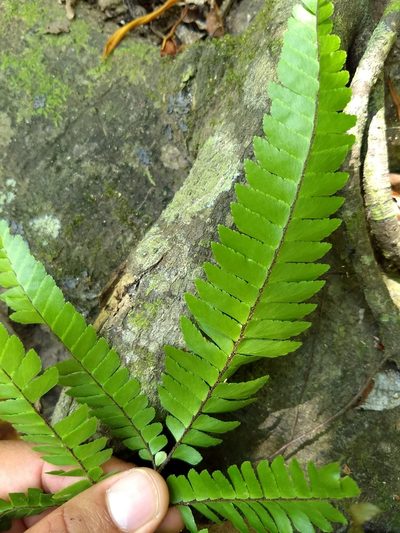 Adiantum tetraphyllum, photographed by Obed Palagot Echavarria