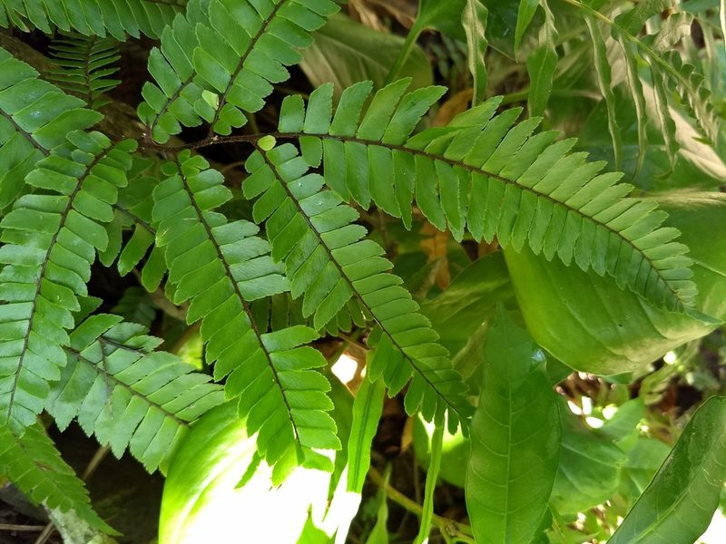 Adiantum tetraphyllum, photographed by Obed Palagot Echavarria