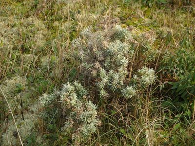 Helichrysum italicum, photographed by Duarte Frade