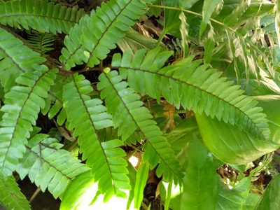 Adiantum tetraphyllum, photographed by Obed Palagot Echavarria