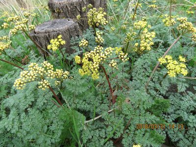 Lomatium salmoniflorum, photographed by Steve Wells