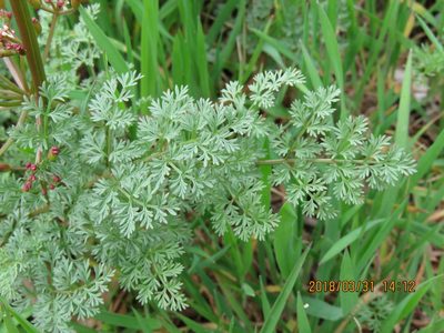Lomatium salmoniflorum, photographed by Steve Wells