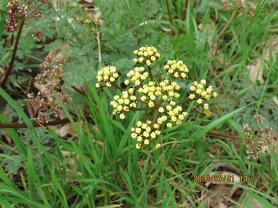 Lomatium salmoniflorum, photographed by Steve Wells