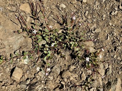 Epilobium anagallidifolium, photographed by Old Goat