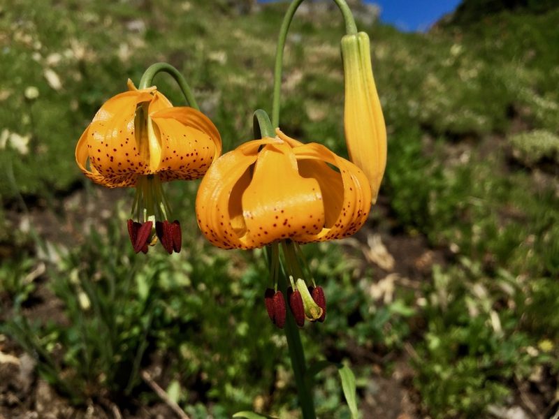 Lilium columbianum, photographed by Old Goat