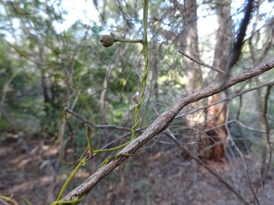 Cassytha pubescens, photographed by Gary Williams