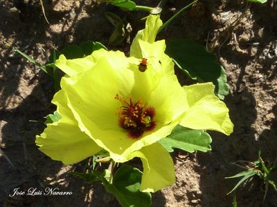 Cienfuegosia hispida, photographed by Jose Luis Navarro