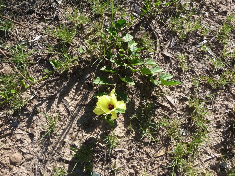 Cienfuegosia hispida, photographed by Jose Luis Navarro