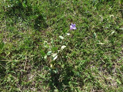 Ruellia ciliatiflora, photographed by Jose Luis Navarro