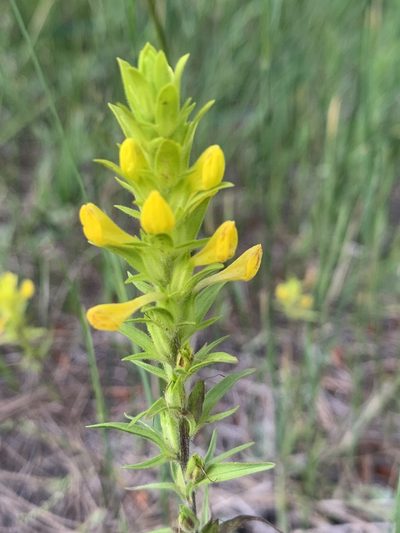 Orthocarpus luteus, photographed by Northcut