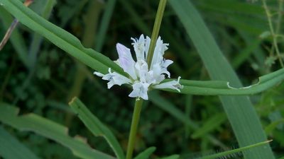 Staelia virgata, photographed by Junior França