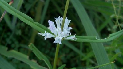 Staelia virgata, photographed by Junior França