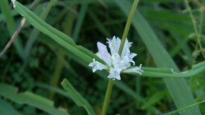 Staelia virgata, photographed by Junior França