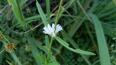 Staelia virgata, photographed by Junior França