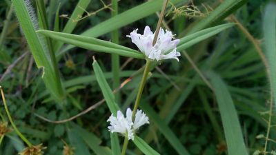 Staelia virgata, photographed by Junior França