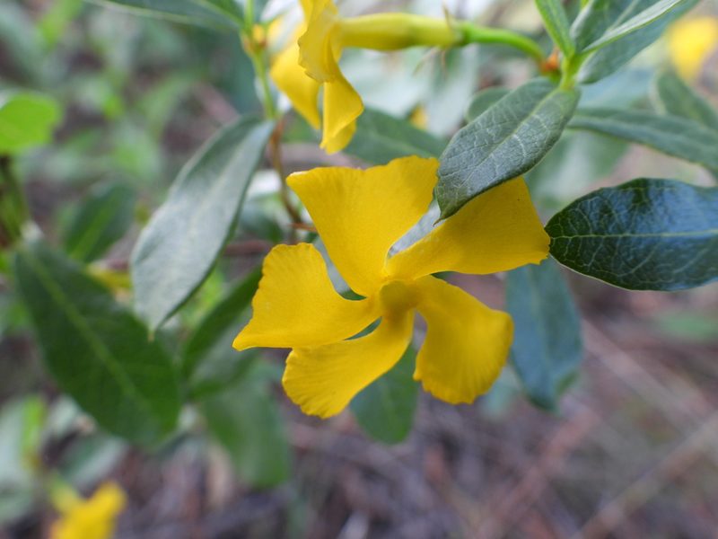 Mandevilla torosa, photographed by Leticia Jiménez Hernández