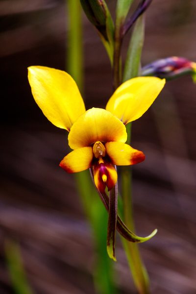 Diuris perialla, photographed by Cal Wood