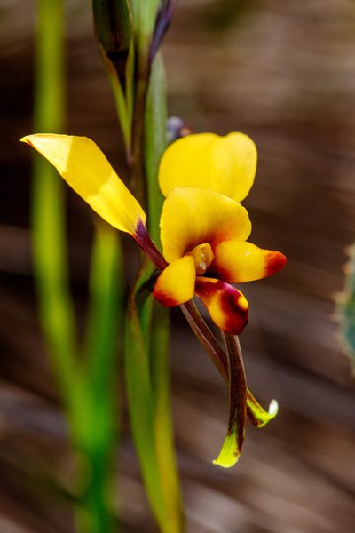 Diuris perialla, photographed by Cal Wood