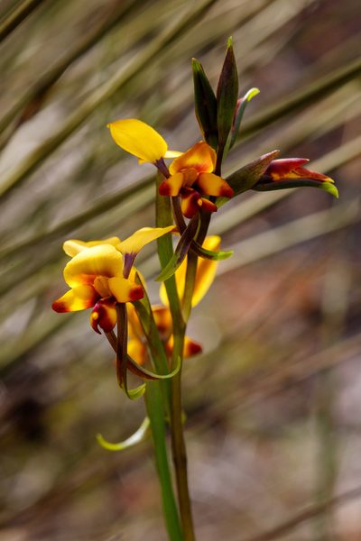 Diuris perialla, photographed by Cal Wood
