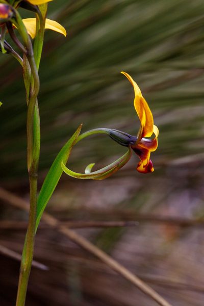Diuris perialla, photographed by Cal Wood