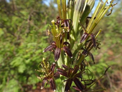 Agave brunnea, photographed by Leticia Jiménez Hernández