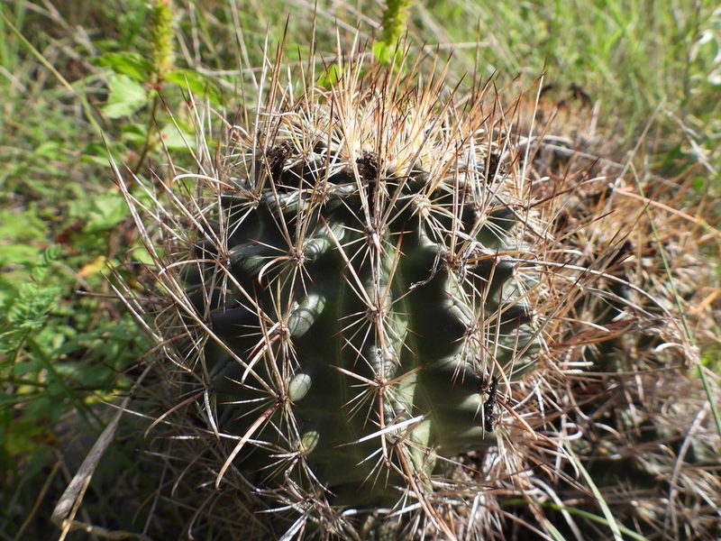 Sclerocactus scheeri, photographed by Leticia Jiménez Hernández