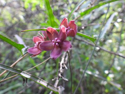 Funastrum crispum, photographed by Leticia Jiménez Hernández