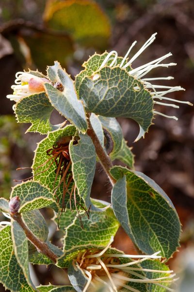 Hakea conchifolia, photographed by Cal Wood