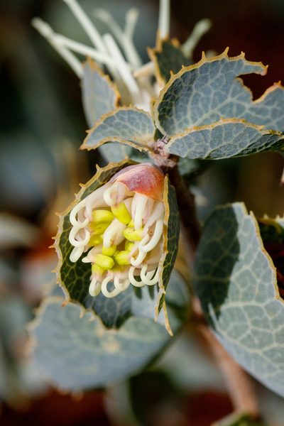 Hakea conchifolia, photographed by Cal Wood