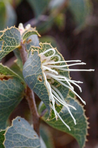 Hakea conchifolia, photographed by Cal Wood