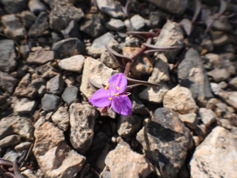 Callisia navicularis, photographed by Leticia Jiménez Hernández