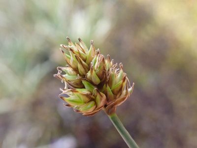 Carex incurviformis, photographed by Trevor Van Loon