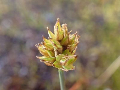 Carex incurviformis, photographed by Trevor Van Loon