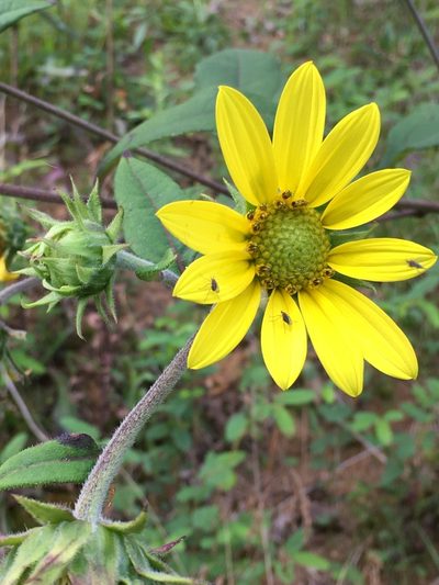 Helianthus resinosus, photographed by Becky Dill