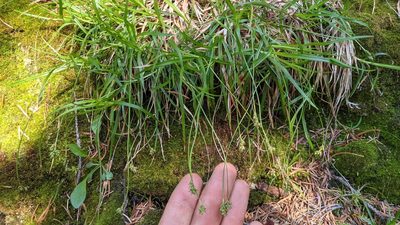 Carex concinna, photographed by Trevor Van Loon