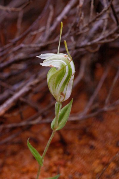 Pterostylis dilatata, photographed by Cal Wood