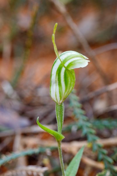 Pterostylis dilatata, photographed by Cal Wood