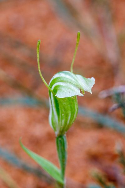 Pterostylis dilatata, photographed by Cal Wood