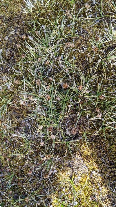 Carex incurviformis, photographed by Trevor Van Loon