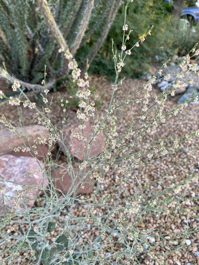 Eriogonum polycladon, photographed by Elliott Gordon