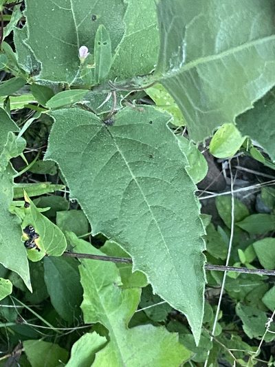 Silphium brachiatum, photographed by Brian Finzel