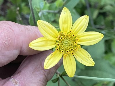 Silphium brachiatum, photographed by Brian Finzel