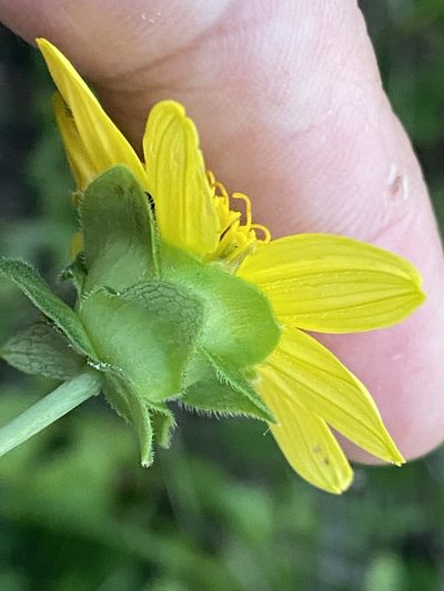 Silphium brachiatum, photographed by Brian Finzel
