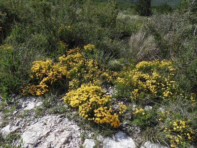 Chrysactinia mexicana, photographed by Leticia Jiménez Hernández